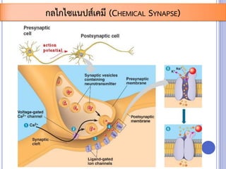 กลไกไซแนปส์เคมี (CHEMICAL SYNAPSE)
 
