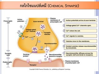 กลไกไซแนปส์เคมี (CHEMICAL SYNAPSE)
 