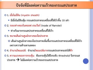  1. เยื่อไมอีลิน (myelin sheath)
 มีเยื่อไมอีลินหุ้ม กระแสประสาทจะเคลื่อนที่ได้เร็วขึ้น 10 เท่า
 2. ระยะห่างของโนดออฟ เรนเวียร์ (node of Ranvier)
 ห่างกันมากกระแสประสาทจะเคลื่อนที่ได้เร็ว
 3. ขนาดเส้นผ่านศูนย์กลางของใยประสาท
 เส้นผ่านศูนย์กลางของใยประสาทเพิ่มขึ้นกระแสประสาทจะเคลื่อนที่ได้เร็ว
เพราะความต้านทานลดลง
 4. จานวนไซแนปส์: จานวนไซแนปส์มากกระแสประสาทจะส่งได้ช้า
 5. ความแรงของการกระตุ้น: ต้องกระตุ้นให้ถึงระดับ threshold จึงกระแส
ประสาท  ไม่มีผลต่อความเร็วของกระแสประสาท
ปัจจัยที่มีผลต่อความเร็วของกระแสประสาท
 