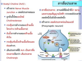  Acetyl Choline (Ach) :
 สร้างจาก Nerve Muscle
Junction + เซลล์ประสาทสมอง
 ถูกยับยั้งโดยเอนไซม์
Cholinesterase
 กระตุ้นการทางานของกล้ามเนื้อ
โครงร่าง (กล้ามเนื้อลาย)
 ยับยั้งการทางานของกล้ามเนื้อ
หัวใจ
 กระตุ้น/ยับยั้งกล้ามเนื้อเรียบและ
ต่อมต่างๆ
 เส้นประสาทที่มี Ach เป็นสารสื่อ
ประสาทเรียกว่า เส้นประสาท
Cholinergic
สารสื่อประสาท
 สารสื่อประสาท : สารเคมีที่มีหน้าที่นา ขยาย
และควบคุมสัญญาณไฟฟ้า จากเซลล์ประสาท
เซลล์หนึ่งไปยังอีกเซลล์หนึ่ง
 สร้างจาก เซลล์ประสาทก่อนไซแนปส์
(Presynaptic neuron)
 