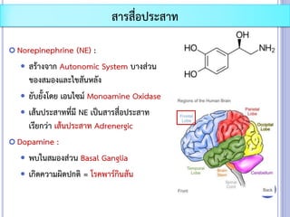 สารสื่อประสาท
 Norepinephrine (NE) :
 สร้างจาก Autonomic System บางส่วน
ของสมองและไขสันหลัง
 ยับยั้งโดย เอนไซม์ Monoamine Oxidase
 เส้นประสาทที่มี NE เป็นสารสื่อประสาท
เรียกว่า เส้นประสาท Adrenergic
 Dopamine :
 พบในสมองส่วน Basal Ganglia
 เกิดความผิดปกติ = โรคพาร์กินสัน
 
