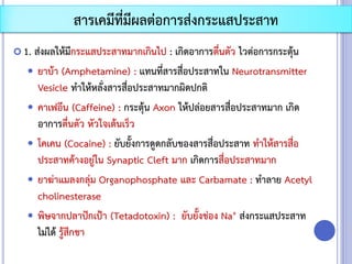  1. ส่งผลให้มีกระแสประสาทมากเกินไป : เกิดอาการตื่นตัว ไวต่อการกระตุ้น
 ยาบ้า (Amphetamine) : แทนที่สารสื่อประสาทใน Neurotransmitter
Vesicle ทาให้หลั่งสารสื่อประสาทมากผิดปกติ
 คาเฟอีน (Caffeine) : กระตุ้น Axon ให้ปล่อยสารสื่อประสาทมาก เกิด
อาการตื่นตัว หัวใจเต้นเร็ว
 โคเคน (Cocaine) : ยับยั้งการดูดกลับของสารสื่อประสาท ทาให้สารสื่อ
ประสาทค้างอยู่ใน Synaptic Cleft มาก เกิดการสื่อประสาทมาก
 ยาฆ่าแมลงกลุ่ม Organophosphate และ Carbamate : ทาลาย Acetyl
cholinesterase
 พิษจากปลาปักเป้า (Tetadotoxin) : ยับยั้งช่อง Na+ ส่งกระแสประสาท
ไม่ได้ รู้สึกชา
สารเคมีที่มีผลต่อการส่งกระแสประสาท
 