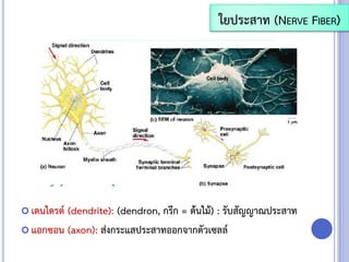  เดนไดรต์ (dendrite): (dendron, กรีก = ต้นไม้) : รับสัญญาณประสาท
 แอกซอน (axon): ส่งกระแสประสาทออกจากตัวเซลล์
ใยประสาท (NERVE FIBER)
 