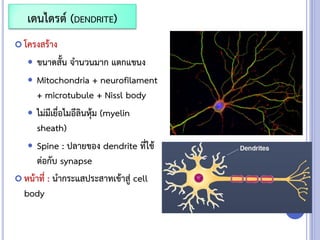  โครงสร้าง
 ขนาดสั้น จานวนมาก แตกแขนง
 Mitochondria + neurofilament
+ microtubule + Nissl body
 ไม่มีเยื่อไมอีลินหุ้ม (myelin
sheath)
 Spine : ปลายของ dendrite ที่ใช้
ต่อกับ synapse
 หน้าที่ : นากระแสประสาทเข้าสู่ cell
body
เดนไดรต์ (DENDRITE)
 