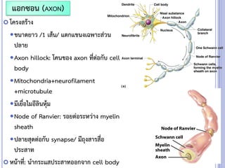  โครงสร้าง
ขนาดยาว /1 เส้น/ แตกแขนงเฉพาะส่วน
ปลาย
Axon hillock: โคนของ axon ที่ต่อกับ cell
body
Mitochondria+neurofilament
+microtubule
มีเยื่อไมอีลินหุ้ม
Node of Ranvier: รอยต่อระหว่าง myelin
sheath
ปลายสุดต่อกับ synapse/ มีถุงสารสื่อ
ประสาท
 หน้าที่: นากระแสประสาทออกจาก cell body
แอกซอน (AXON)
 