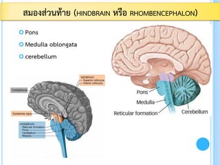  Pons
 Medulla oblongata
 cerebellum
สมองส่วนท้าย (HINDBRAIN หรือ RHOMBENCEPHALON)
 