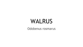 WALRUS
Odobenus rosmarus
 