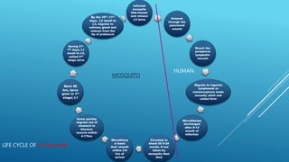 Infected
mosquito
bite human
and release
L3 larva Entered
through the
punctured
wound
Reach the
peripheral
lymphatic
vessels
Migrate to inguinal
lymphnode to
metamorphose leads
sexually adult and
coiled form
Microfilariae
discharged
after 8-12
month of
infection
Circulate in
blood till 6-24
month, If not
taken by
mosquito then
died
Microfilaria
e loose
their sheath
within 2-6
hrs of
arrival
Some quickly
migrate out of
stomach to
thoracic
muscle within
4-17hrs
Next 48
hrs, larva
goes in 1st
stage; L1
During 3rd-
7th days, L1
moult to L2,
called 2nd
stage larva
By the 10th -11th
days, L2 moult to
L3, migrate to
salivary gland and
release from the
tip of proboscis
LIFE CYCLE OF W. bancrofti
HUMAN
MOSQUITO
 