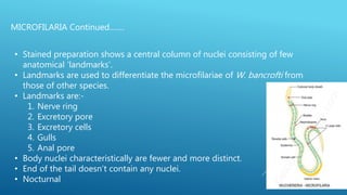 MICROFILARIA Continued…….
• Stained preparation shows a central column of nuclei consisting of few
anatomical ‘landmarks’.
• Landmarks are used to differentiate the microfilariae of W. bancrofti from
those of other species.
• Landmarks are:-
1. Nerve ring
2. Excretory pore
3. Excretory cells
4. Gulls
5. Anal pore
• Body nuclei characteristically are fewer and more distinct.
• End of the tail doesn’t contain any nuclei.
• Nocturnal
 