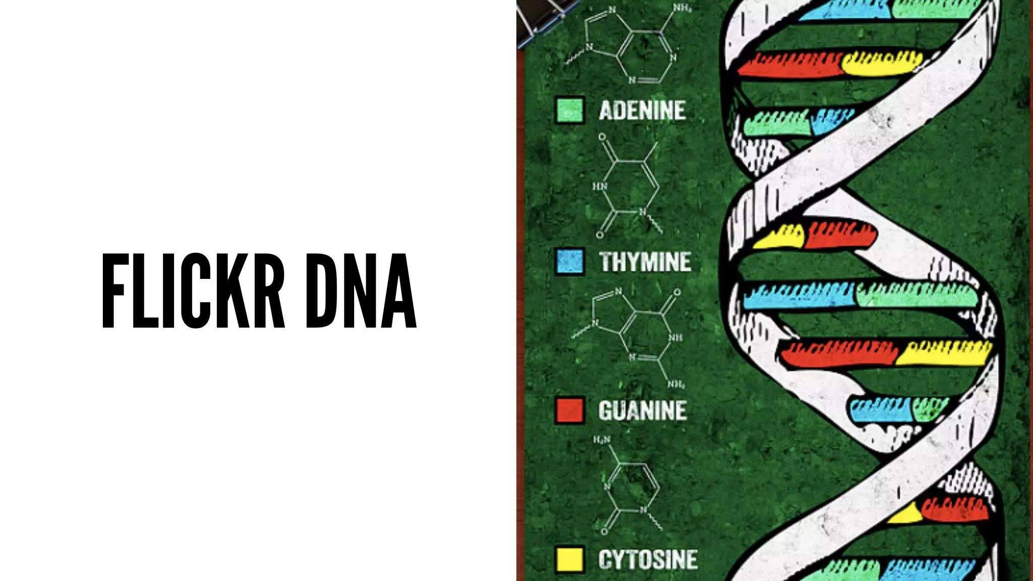 FLICKR DNA 
 