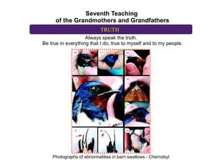 Seventh Teaching
      of the Grandmothers and Grandfathers
                           TRUTH
                    Always speak the truth.
Be true in everything that I do, true to myself and to my people.




    Photographs of abnormalities in barn swallows - Chernobyl
 