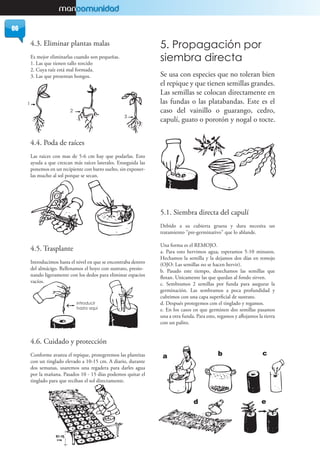 4.3. Eliminar plantas malas
Es mejor eliminarlas cuando son pequeñas.
1. Las que tienen tallo torcido
2. Cuya raíz está mal formada.
3. Las que presentan hongos.
4.4. Poda de raíces
Las raices con mas de 5-6 cm hay que podarlas. Esto
ayuda a que crezcan más raíces laterales. Enseguida las
ponemos en un recipiente con barro suelto, sin exponer-
las mucho al sol porque se secan.
4.5. Trasplante
Introducimos hasta el nivel en que se encontraba dentro
del almácigo. Rellenamos el hoyo con sustrato, presio-
nando ligeramente con los dedos para eliminar espacios
vacíos.
4.6. Cuidado y protección
Conforme avanza el repique, protegeremos las plantitas
con un tinglado elevado a 10-15 cm. A diario, durante
dos semanas, usaremos una regadera para darles agua
por la mañana. Pasados 10 - 15 días podemos quitar el
tinglado para que reciban el sol directamente.
5. Propagación por
siembra directa
Se usa con especies que no toleran bien
el repique y que tienen semillas grandes.
Las semillas se colocan directamente en
las fundas o las platabandas. Este es el
caso del vainillo o guarango, cedro,
capulí, guato o porotón y nogal o tocte.
5.1. Siembra directa del capulí
Debido a su cubierta gruesa y dura necesita un
tratamiento "pre-germinativo" que lo ablande.
Una forma es el REMOJO.
a. Para esto hervimos agua, esperamos 5-10 minutos.
Hechamos la semilla y la dejamos dos días en remojo
(OJO: Las semillas no se hacen hervir).
b. Pasado este tiempo, desechamos las semillas que
flotan. Unicamente las que quedan al fondo sirven.
c. Sembramos 2 semillas por funda para asegurar la
germinación. Las sembramos a poca profundidad y
cubrimos con una capa superficial de sustrato.
d. Después protegemos con el tinglado y regamos.
e. En los casos en que germinen dos semillas pasamos
una a otra funda. Para esto, regamos y aflojamos la tierra
con un palito.
06
 