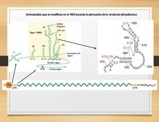 Aminoácidos quesemodificanenel IRESdurantelaatenuacióndela virulenciadelpoliovirus
 