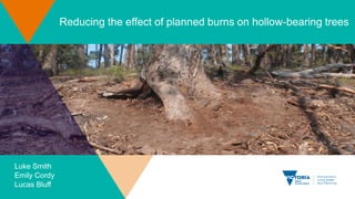 BushfireConf2017 – 19. Reducing the effect of planned burns on hollow-bearing trees.