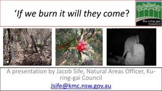 ‘If we burn it will they come? ’
A presentation by Jacob Sife, Natural Areas Officer, Ku-
ring-gai Council
Jsife@kmc.nsw.gov.au
 