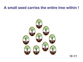 A small seed carries the entire tree within ! W-1/1 