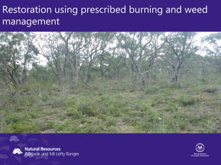 Restoration using prescribed burning and weed
management
 