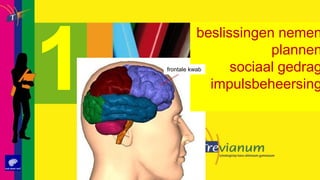beslissingen nemenplannensociaal gedrag impulsbeheersing1frontale kwab