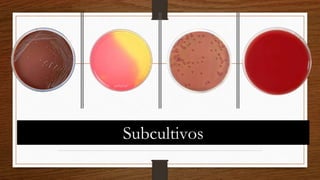 Subcultivos
 