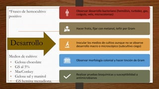 Observar desarrollo bacteriano (hemólisis, turbidez, gas,
coágulo, velo, microcolonias)
Hacer frotis, fijar con metanol, teñir por Gram
Inocular los medios de cultivo aunque no se observe
desarrollo macro o microscópico (subcultivo ciego)
Observar morfología colonial y hacer tinción de Gram
Realizar pruebas bioquímicas y susceptibilidad a
antimicrobianos
Desarrollo
*Frasco de hemocultivo
positivo
Medios de cultivo:
• Gelosa chocolate
• GS al 5%
• MacConkey
• Gelosa sal y manitol
• GS hemina menadiona.
 