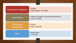 • GSHM
• Anaerobiosis, 37°C/48h
Anaerobios obligados
• Gelosa chocolate con polienriquecimiento
• CO2, 37°C/48h
Capnofílicos
• GS 5%
• CO2, 37°C/24h
Anaerobios
facultativos
• MacConkey
• 37°C/24h
BGN
 
