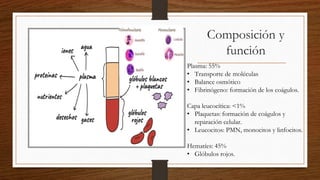 Plasma: 55%
• Transporte de moléculas
• Balance osmótico
• Fibrinógeno: formación de los coágulos.
Capa leucocítica: <1%
• Plaquetas: formación de coágulos y
reparación celular.
• Leucocitos: PMN, monocitos y linfocitos.
Hematíes: 45%
• Glóbulos rojos.
Composición y
función
 