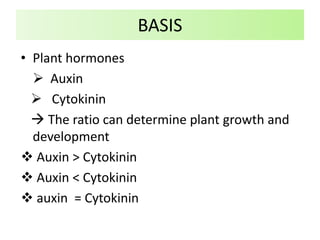 BASIS
• Plant hormones
 Auxin
 Cytokinin
 The ratio can determine plant growth and
development
 Auxin > Cytokinin
 Auxin < Cytokinin
 auxin = Cytokinin
 