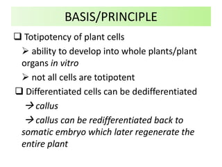  Totipotency of plant cells
 ability to develop into whole plants/plant
organs in vitro
 not all cells are totipotent
 Differentiated cells can be dedifferentiated
 callus
 callus can be redifferentiated back to
somatic embryo which later regenerate the
entire plant
BASIS/PRINCIPLE
 