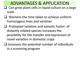 ADVANTAGES & APPLICATION
 Can grow plant cells in liquid culture on a large
scale
 Shortens the time taken to achieve uniform
homozygous lines and varieties
 Protoplast isolation and somatic fusion of
distantly related species increases the
possibility for the transfer and expression of
novel variation in domestic crops
 Increases the potential number of individuals
in a screening program
 