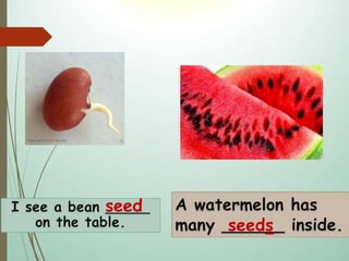 seed
seeds
 