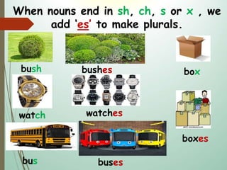 bush bushes
watch watches
bus buses
When nouns end in sh, ch, s or x , we
add ‘es’ to make plurals.
box
boxes
 