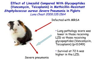 Effect of Linezolid Compared With  Glycopeptides (Vancomycin, Teicoplanin) in Methicillin-Resistant  Staphylococcus aureus Severe  Pneumonia in Piglets   Luna Chest 2009;135:1564 Infected with MRSA Severe pneumonia Lung pathology score  was  lower in those receiving LZD vs those receiving glycopeptides (Vancomycin, Teicoplanin) (p=0.049) Survival at 72 h was higher in the LZD.  