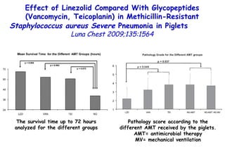 The survival time up to 72 hours analyzed for the different groups Pathology score according to the different AMT received by the piglets. AMT= antimicrobial therapy MV= mechanical ventilation Effect of Linezolid Compared With  Glycopeptides (Vancomycin, Teicoplanin) in Methicillin-Resistant  Staphylococcus aureus Severe  Pneumonia in Piglets   Luna Chest 2009;135:1564 
