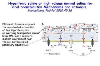 Hypertonic saline or high volume normal saline for viral bronchiolitis: Mechanisms and rationale   Mandelberg,   Ped Pul 2010;45:36 Efficient clearance requires the coordinated interaction of two separate layers: an  overlying transported mucus layer  (ML) and a separate, distinct environment near the cell surface called  periciliary liquid  (PCL). 