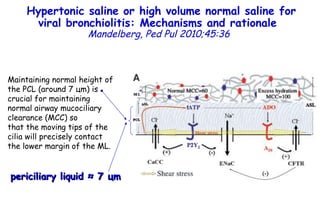 Hypertonic saline or high volume normal saline for viral bronchiolitis: Mechanisms and rationale   Mandelberg,   Ped Pul 2010;45:36 Maintaining normal height of the PCL (around 7  ц m) is crucial for maintaining normal airway mucociliary clearance (MCC) so that the moving tips of the cilia will precisely contact the lower margin of the ML. periciliary liquid ≈ 7  ц m 