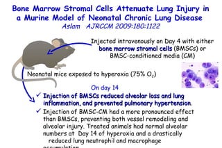 Injected intravenously on Day 4 with either  bone marrow stromal cells  (BMSCs) or BMSC-conditioned media (CM) Injection of BMSCs reduced alveolar loss and lung inflammation, and prevented pulmonary hypertension .  Injection of BMSC-CM had a more pronounced effect  than BMSCs, preventing both vessel remodeling and alveolar injury. Treated animals had normal alveolar numbers at  Day 14 of hyperoxia and a drastically  reduced lung neutrophil and macrophage accumulation.  Neonatal mice exposed to hyperoxia (75% O 2 )  On day 14 Bone Marrow Stromal Cells Attenuate Lung Injury in a Murine Model of Neonatal Chronic Lung Disease   Aslam   AJRCCM   2009:180:1122 