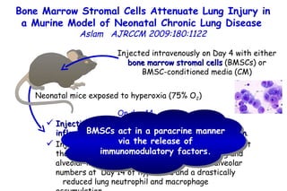 Injected intravenously on Day 4 with either  bone marrow stromal cells  (BMSCs) or BMSC-conditioned media (CM) Injection of BMSCs reduced alveolar loss and lung inflammation, and prevented pulmonary hypertension .  Injection of BMSC-CM had a more pronounced effect  than BMSCs, preventing both vessel remodeling and alveolar injury. Treated animals had normal alveolar numbers at  Day 14 of hyperoxia and a drastically  reduced lung neutrophil and macrophage accumulation.  Neonatal mice exposed to hyperoxia (75% O 2 )  On day 14 Bone Marrow Stromal Cells Attenuate Lung Injury in a Murine Model of Neonatal Chronic Lung Disease   Aslam   AJRCCM   2009:180:1122 BMSCs act in a paracrine manner via the release of immunomodulatory factors. 