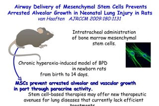 Airway Delivery of Mesenchymal Stem Cells Prevents Arrested Alveolar Growth in Neonatal Lung Injury in Rats   van Haaften   AJRCCM 2009:180:1131  Intratracheal administration of bone marrow mesenchymal stem cells. Chronic hyperoxia-induced model of BPD  in newborn rats from birth to 14 days. MSCs prevent arrested alveolar and vascular growth  in part through paracrine activity.   Stem cell–based therapies may offer new therapeutic avenues for lung diseases that currently lack efficient treatments.  
