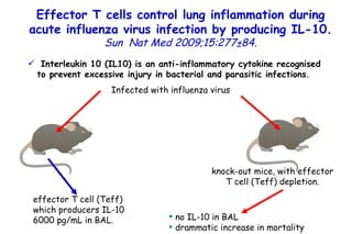 Effector T cells control lung inflammation during acute influenza virus infection by producing IL-10.   Sun  Nat Med 2009;15:277±84. Interleukin 10 (IL10) is an anti-inflammatory cytokine recognised to prevent excessive injury in bacterial and parasitic infections . Infected with influenza virus knock-out mice, with effector T cell (Teff) depletion. effector T cell (Teff) which producers IL-10 6000 pg/mL in BAL. no IL-10 in BAL drammatic increase in mortality 