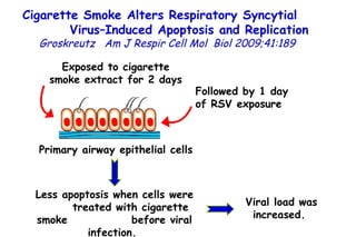 Cigarette Smoke Alters Respiratory Syncytial  Virus–Induced Apoptosis and Replication Groskreutz   Am J Respir Cell Mol  Biol 2009;41:189  Exposed to cigarette smoke extract for 2 days  Primary airway epithelial cells  Followed by 1 day  of RSV exposure  Less apoptosis when cells were  treated with cigarette smoke  before viral infection.  Viral load was increased.  