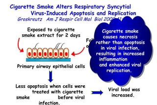 Cigarette Smoke Alters Respiratory Syncytial  Virus–Induced Apoptosis and Replication Groskreutz   Am J Respir Cell Mol  Biol 2009;41:189  Exposed to cigarette smoke extract for 2 days  Primary airway epithelial cells  Followed by 1 day  of RSV exposure  Less apoptosis when cells were  treated with cigarette smoke  before viral infection.  Viral load was increased.  Cigarette smoke causes necrosis rather than apoptosis in viral infection, resulting in increased inflammation  and enhanced viral replication.  