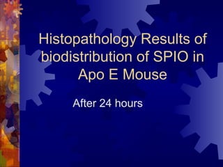 Histopathology Results of
biodistribution of SPIO in
Apo E Mouse
After 24 hours
 