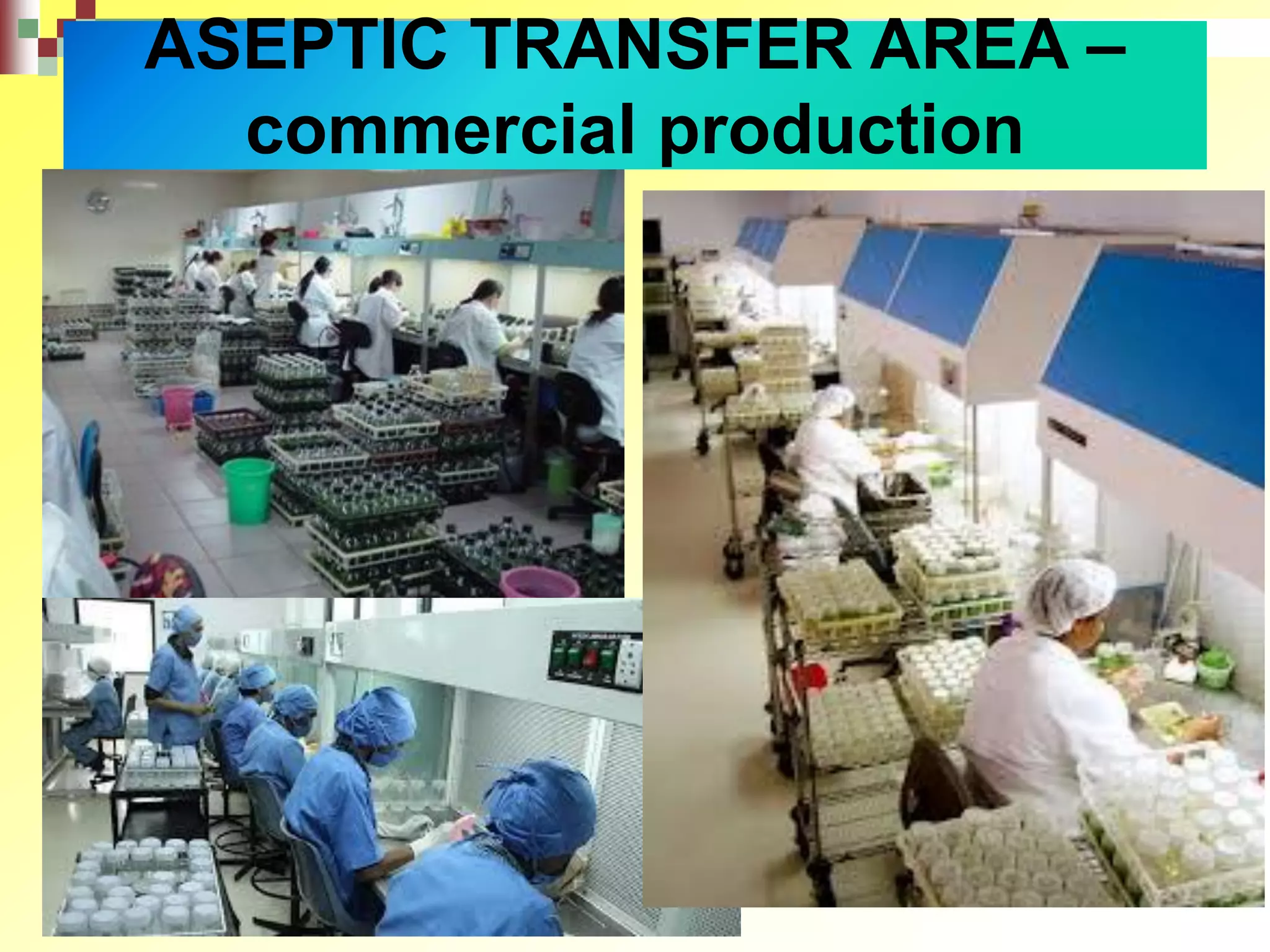 ASEPTIC TRANSFER AREA –
commercial production
 