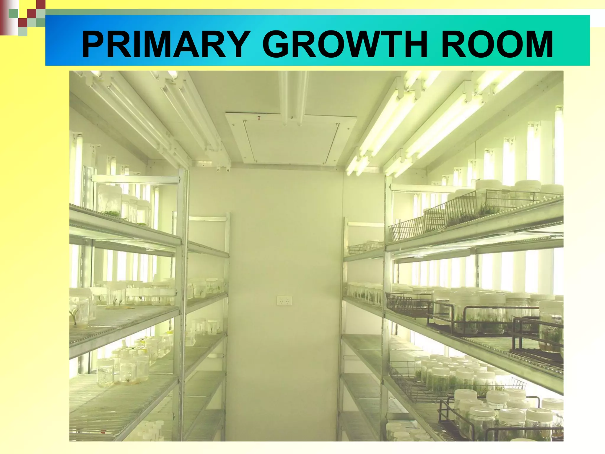 PRIMARY GROWTH ROOM
 