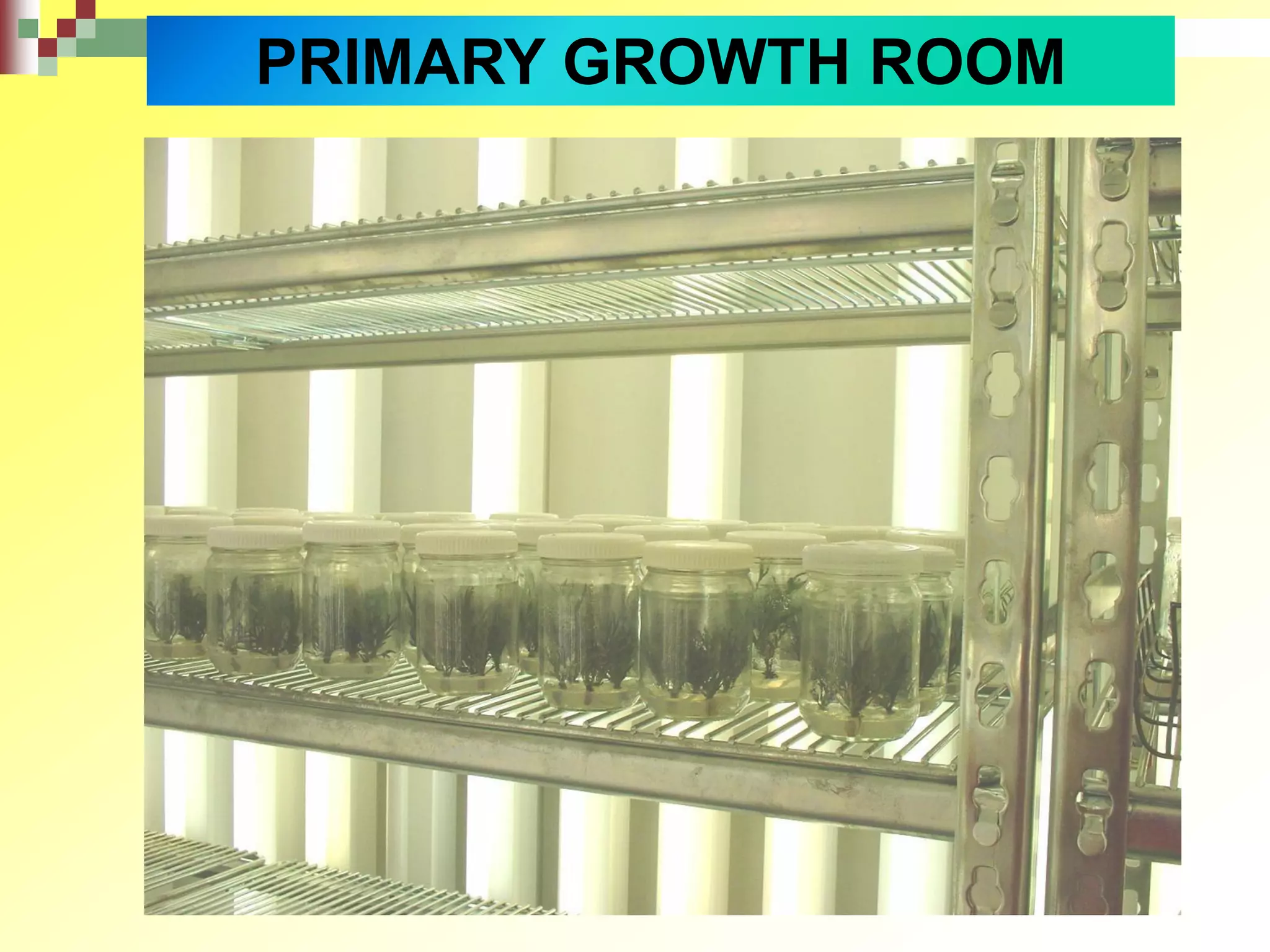 PRIMARY GROWTH ROOM
 