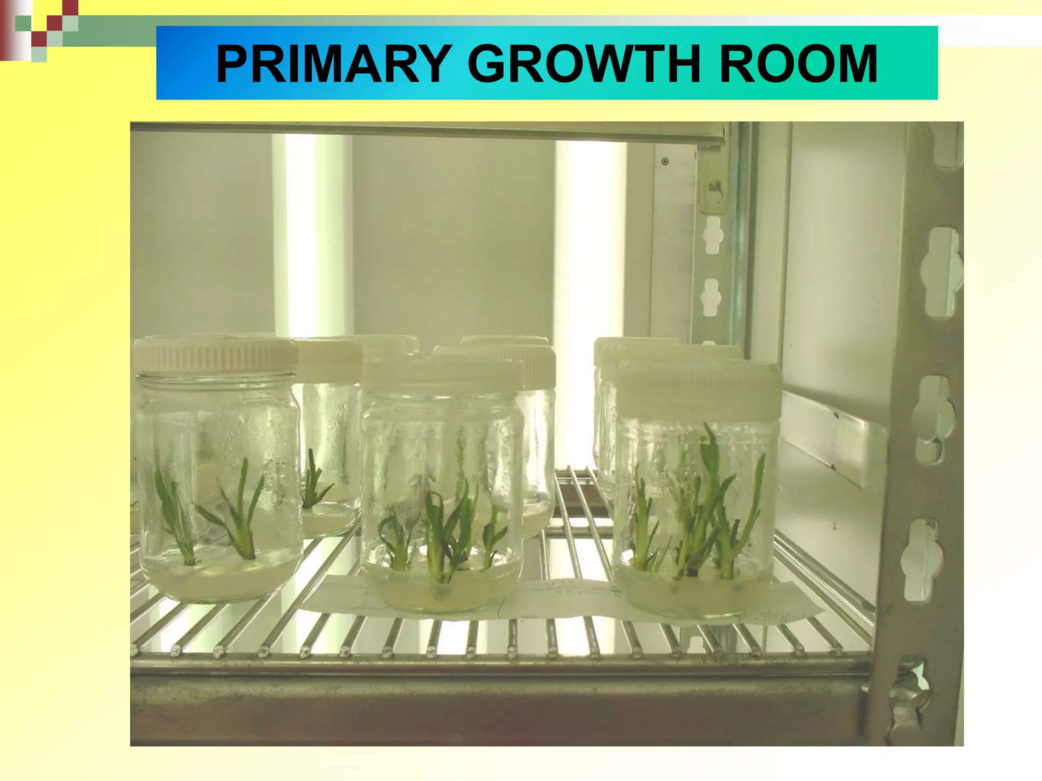 PRIMARY GROWTH ROOM
 