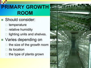 PRIMARY GROWTH
ROOM
 Should consider:
 temperature
 relative humidity
 lighting units and shelves.
 Varies depending on
 the size of the growth room
 its location
 the type of plants grown
 