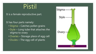 Reroductive parts in Plants | PPT