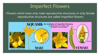 Imperfect Flowers
• Flowers which have only male reproductive structures or only female
reproductive structures are called...