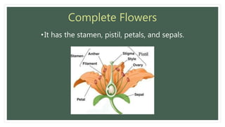 Complete Flowers
•It has the stamen, pistil, petals, and sepals.
 